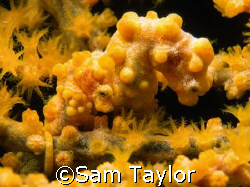 "The Golden Couple" a mating pair of yellow pygmy sehorse... by Sam Taylor 